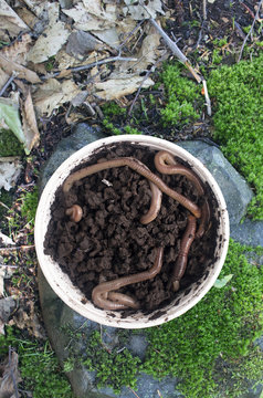 earth worms