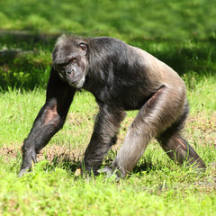 The Chimpanzee walking on a grass.