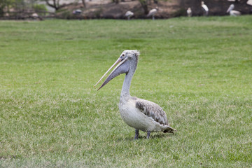 pelican bird on green grass field
