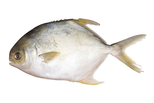 Raw pomfret (Clipping path included)