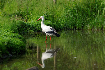 Storch