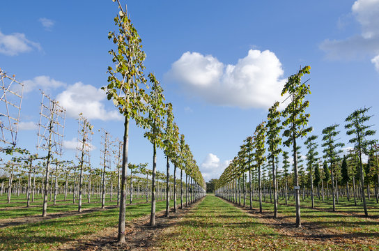 Tilia intermedia in Spalierform