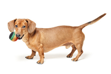 cute brown dachshund dog with ball isolated on white background