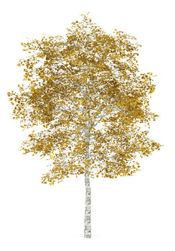 fall birch tree isolated on white background