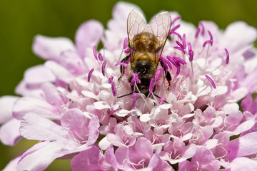 Macro of bee sitting on purple flower
