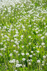 Fototapeta premium Dandelion field