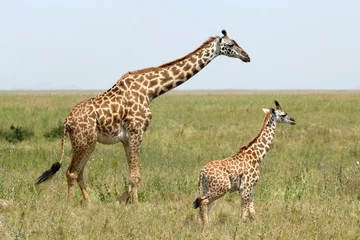 Crédence de cuisine en verre imprimé Girafe Bébé girafe et maman