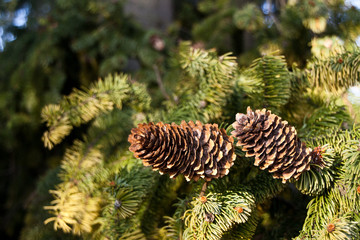 Spruce cones, Slovakia