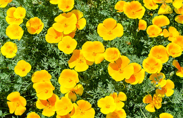 Obraz premium California poppy flowers (Eschscholzia californica)
