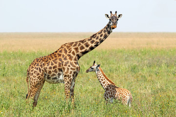 Bébé girafe et maman