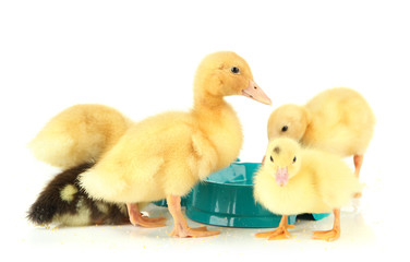 Cute ducklings, with drinking bowl isolated on white