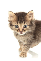 Small kitten isolated on white