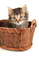 Small kitten in basket isolated on white