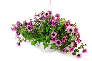 Purple petunia in flowerpot on light pink background