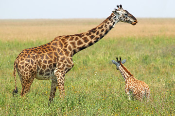 Obraz premium Baby giraffe and mother