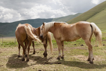 Fototapeta na wymiar Cavalli al pascolo - Horses grazing