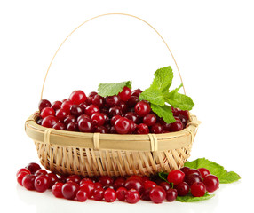 Ripe red cranberries in basket, isolated on white.