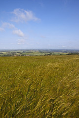 barley under blue sky