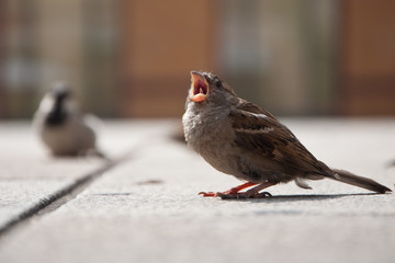 House sparrow