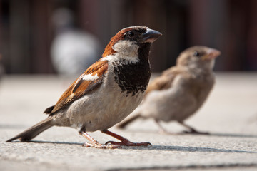 House sparrow pair