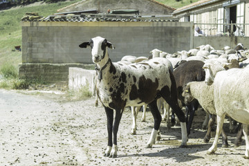 Black and White Sheep