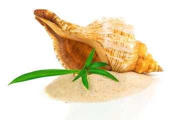 Shell on sand with bamboo