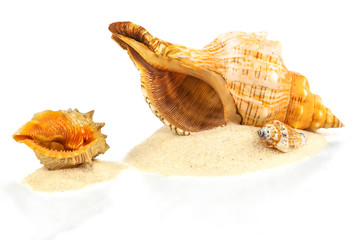 Shells on sand