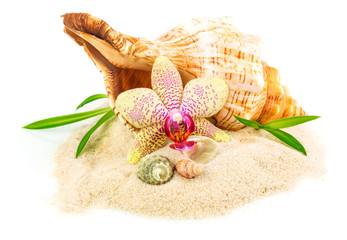 Shells on sand with flower and bamboo
