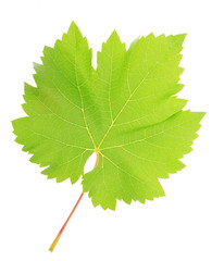 Beautiful green leaf isolated on white