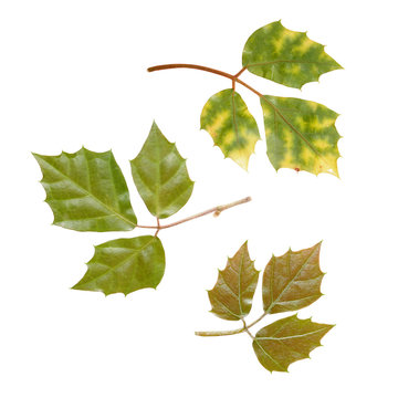 Different leaves of Glossy forest grape