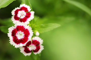small red and white flowers close up - 53940685
