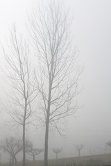 lowland forest in the fog