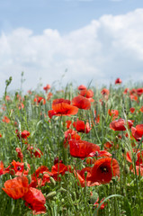 Poppies on blue sky background. Crimea, Ukraine