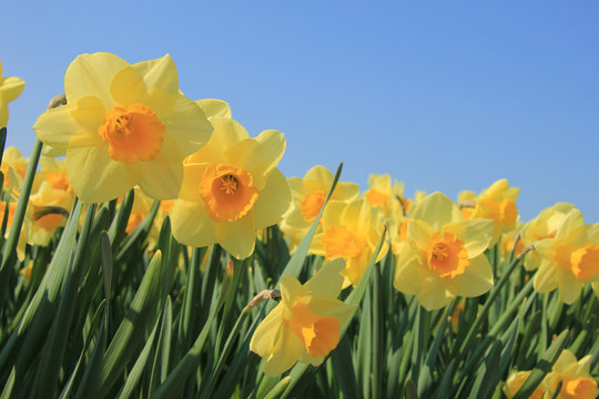 Yellow daffodils in a field