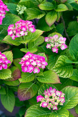 Blumentopf im Garten, Hortensie