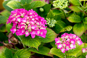Blumentopf im Garten, Hortensie
