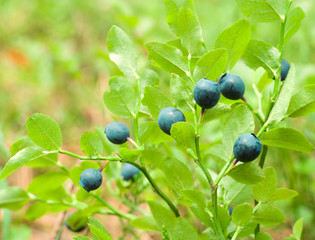 Bilberry berries