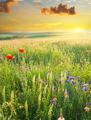 Obrazy na Plexi  Wiosenna łąka