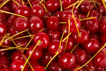 Sweet cherry close-up
