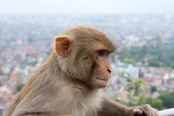 Monkey at the Swayambhunath temple in Nepal