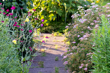 Fototapeta na wymiar Kwiaty w ogrodzie