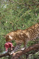 Leopard walking on a tree with meat in his mouth.