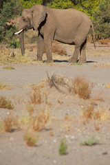 Fototapeta premium Elephants in the Skeleton Coast Desert