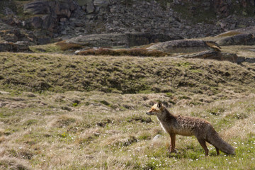 fox hunting