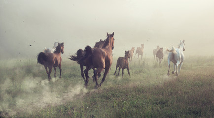 Group of horses on the meadow - obrazy, fototapety, plakaty