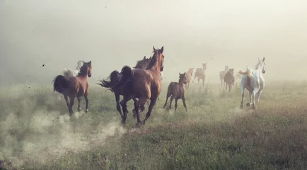 Wandcirkels aluminium Group of horses on the meadow © konradbak