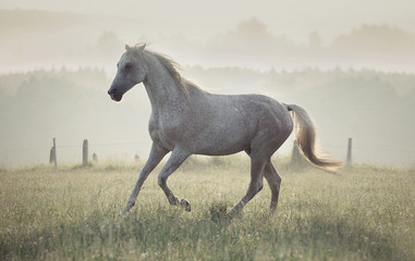 Spotted white horse running through the meadow - 53944040