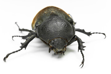 Earth- boring dung beetle