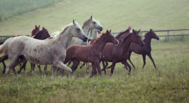 Picture of bevy wild horses on the meadow