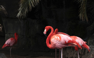 Flamingo& 39 s